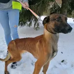 Pies do adopcji, Kielce, 18 grudnia 2023