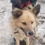 Pies do adopcji, Przyborówko, 17 grudnia 2023