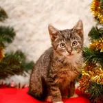 Kot do adopcji, Elbląg, 2 listopada 2023