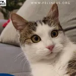 Kot do adopcji, Kielnarowa, 19 grudnia 2023
