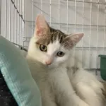 Kot do adopcji, Świdnica, 13 listopada 2023