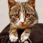 Kot do adopcji, Elbląg, 23 października 2023