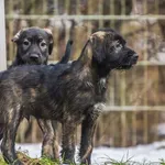 Pies do adopcji, Sopot, 20 grudnia 2023