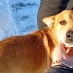 Znaleziono psa, Racławice, 18 grudnia 2023