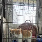 Kot do adopcji, Orzechowce, 19 grudnia 2023