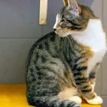 Kot do adopcji, Sopot, 20 grudnia 2023