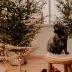 Kot do adopcji, Czartki, 20 grudnia 2023