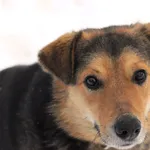 Pies do adopcji, Olsztyn, 6 grudnia 2023