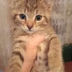 Kot do adopcji, Piła, 30 września 2023