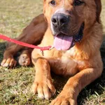 Pies do adopcji, Grudziądz, 17 sierpnia 2023