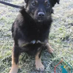 Pies do adopcji, Węgrowo, 21 listopada 2023