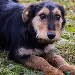 Pies do adopcji, Grudziądz, 5 grudnia 2023