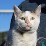 Kot do adopcji, Grudziądz, 2 listopada 2023
