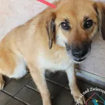 Pies do adopcji, Węgrowo, 28 grudnia 2019