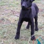 Pies do adopcji, Grudziądz, 13 grudnia 2023