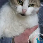 Kot do adopcji, Węgrowo, 15 listopada 2023