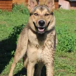 Pies do adopcji, Węgrowo, 28 września 2023