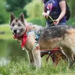 Pies do adopcji, Warszawa, 5 grudnia 2023