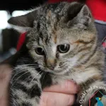 Kot do adopcji, Grudziądz, 15 listopada 2023