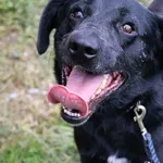 Oddam zwierzę, Grudziądz, 10 listopada 2023