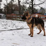 Znaleziono psa, Puławy, 21 grudnia 2023