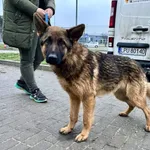 Znaleziono psa, Puławy, 18 grudnia 2023