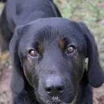 Pies do adopcji, Jelenia Góra, 3 grudnia 2023