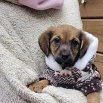 Pies do adopcji, Piła, 10 listopada 2023