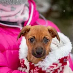 Pies do adopcji, Piła, 10 grudnia 2023