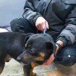 Znaleziono psa, Sosnowiec, 22 grudnia 2023