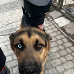 Pies do adopcji, Orzechowce, 27 grudnia 2023