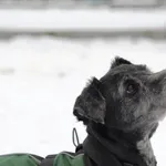 Pies do adopcji, Olsztyn, 9 grudnia 2023