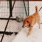 Pies do adopcji, Czartki, 27 grudnia 2023