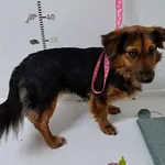 Pies przyjęty z terenu gminy Piekary Śląskie