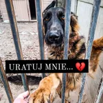Pies do adopcji, Korabiewice, 27 grudnia 2023