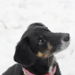 Pies do adopcji, Olsztyn, 27 grudnia 2023