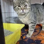 Kot do adopcji, Orzechowce, 22 grudnia 2023
