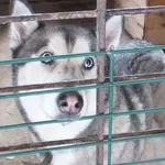 Znaleziono psa, Nowa Krępa, 7 grudnia 2023