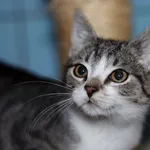 Kot do adopcji, Dłużyna Górna, 28 grudnia 2023