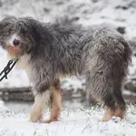 Pies poz. 23/0786 w DT