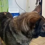 Znaleziono psa, Świdnica, 29 grudnia 2023