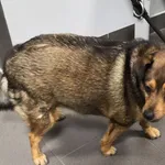 Pies odnaleziony w dniu 28.12.2023 r. przy ul. Glinki.