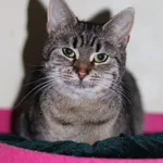 Kot do adopcji, Dłużyna Górna, 28 grudnia 2023