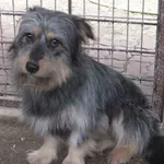 Geniusz to pies przywieziony w dniu 04.12.2023r z terenu gm. Pilawa, niewysoki, kontaktowy