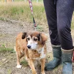 Pies do adopcji, gmina Platerówka, 27 lipca 2023
