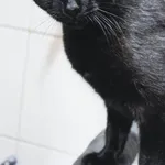 Kot do adopcji, Pionki, 31 grudnia 2021