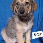 Noe I Neo. Adoptowane
