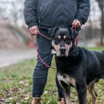 Pies do adopcji, gmina Platerówka, 6 stycznia 2020