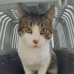 Znaleziono kota, Olsztyn, 29 grudnia 2023