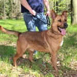 Pies do adopcji, gmina Platerówka, 14 maja 2021